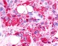 TPRA1 / GPR175 Antibody (Cytoplasmic Domain)